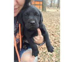 Beautiful Champion bloodlines black and yellow lab puppies - 3