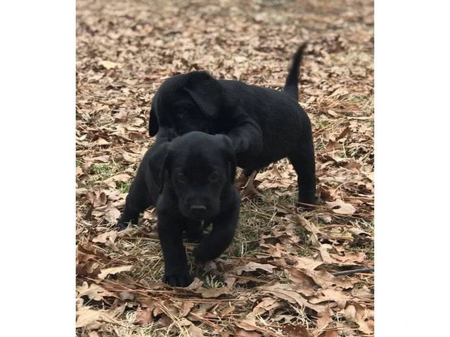 Beautiful Champion bloodlines black and yellow lab puppies - 5/8