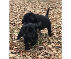 Beautiful Champion bloodlines black and yellow lab puppies - 5