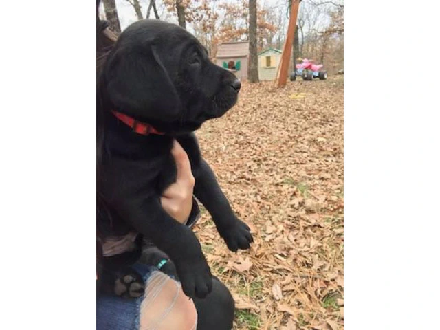 Beautiful Champion bloodlines black and yellow lab puppies - 6/8