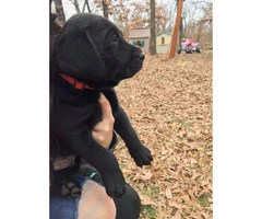 Beautiful Champion bloodlines black and yellow lab puppies - 6