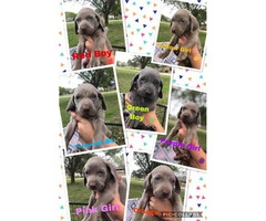 CKC registered Weimaraner Puppies Looking for forever homes