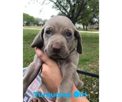 CKC registered Weimaraner Puppies Looking for forever homes - 2