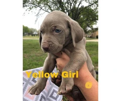 CKC registered Weimaraner Puppies Looking for forever homes - 3