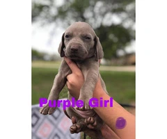 CKC registered Weimaraner Puppies Looking for forever homes - 4