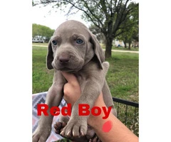 CKC registered Weimaraner Puppies Looking for forever homes - 5