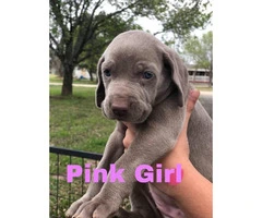 CKC registered Weimaraner Puppies Looking for forever homes - 6