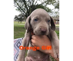 CKC registered Weimaraner Puppies Looking for forever homes - 7