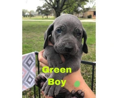 CKC registered Weimaraner Puppies Looking for forever homes - 8