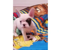 10.weeks old French bulldog puppies with register and microchip - 3