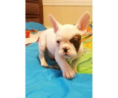 10.weeks old French bulldog puppies with register and microchip - 4