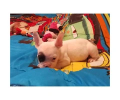 10.weeks old French bulldog puppies with register and microchip - 8
