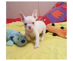 10.weeks old French bulldog puppies with register and microchip - 11