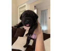 We've 4 cane corso pups available for sale
