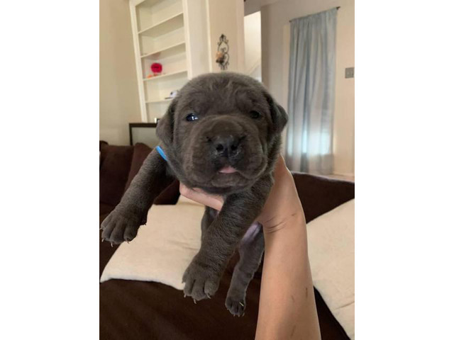 We've 4 cane corso pups available for sale in Alamo
