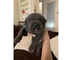 We've 4 cane corso pups available for sale - 2