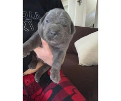 We've 4 cane corso pups available for sale - 3