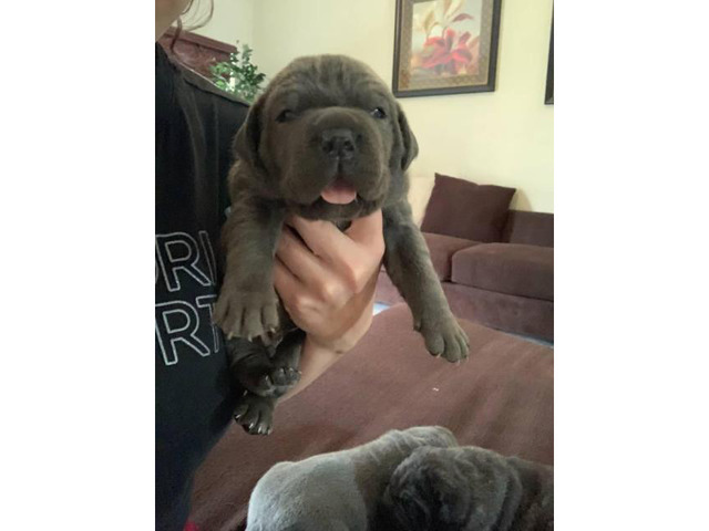 We've 4 cane corso pups available for sale in Alamo
