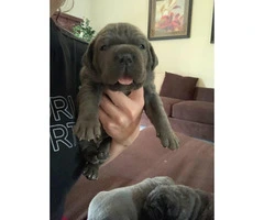 We've 4 cane corso pups available for sale - 4