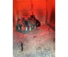 10 German shepherd puppies 8 weeks old - 4