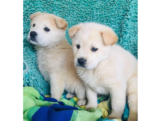 Golden husky mix puppies in Greensboro, North Carolina - Puppies for Sale Near Me