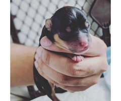 Chihuahua puppies too cute - 1