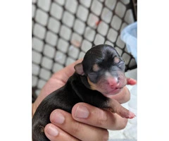 Chihuahua puppies too cute - 3