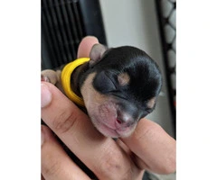 Chihuahua puppies too cute - 4