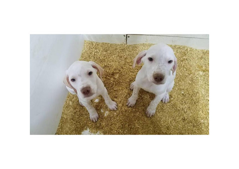 2 english pointer puppies left