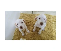 2 english pointer puppies left