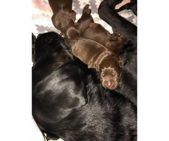 2 female chocolate lab puppies @ 5 weeks old
