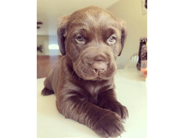 2 female chocolate lab puppies @ 5 weeks old in Phoenix, Arizona - Puppies for Sale Near Me