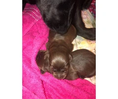 2 female chocolate lab puppies @ 5 weeks old - 8