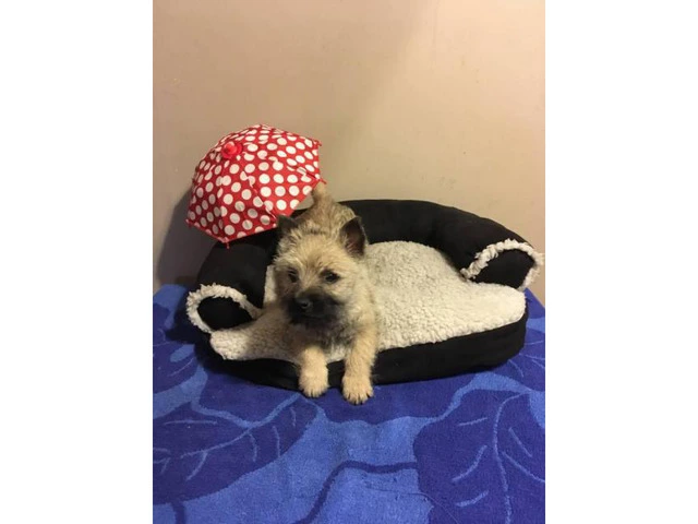 Two charming  9 week old cairn terrier puppies - 1/5
