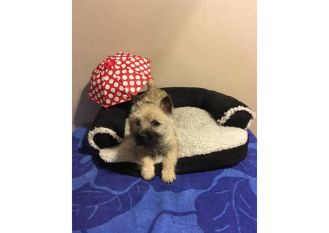 Two charming  9 week old cairn terrier puppies