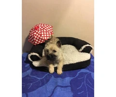 Two charming  9 week old cairn terrier puppies