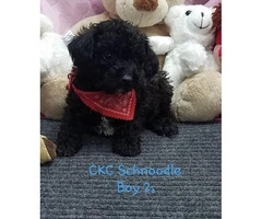 8 week old CKC registered male Schnoodle puppy - 2