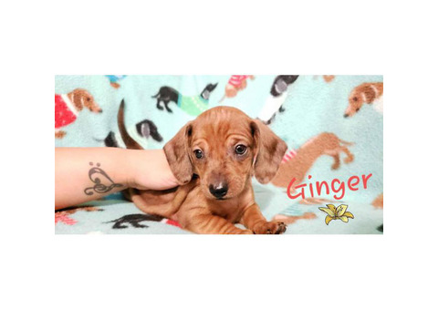 Purebred Miniature Dachshund puppies
