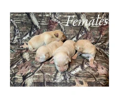 AKC registered yellow lab puppies - Four girls, five boys