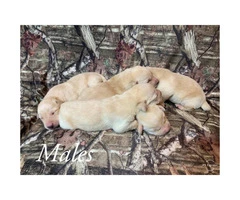 AKC registered yellow lab puppies - Four girls, five boys - 2