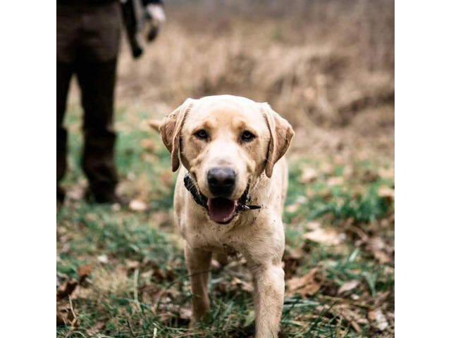 AKC registered yellow lab puppies - Four girls, five boys ...