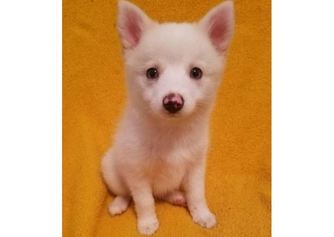 Adorable baby pomsky puppies