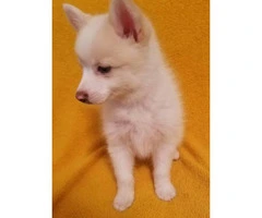 Adorable baby pomsky puppies - 2