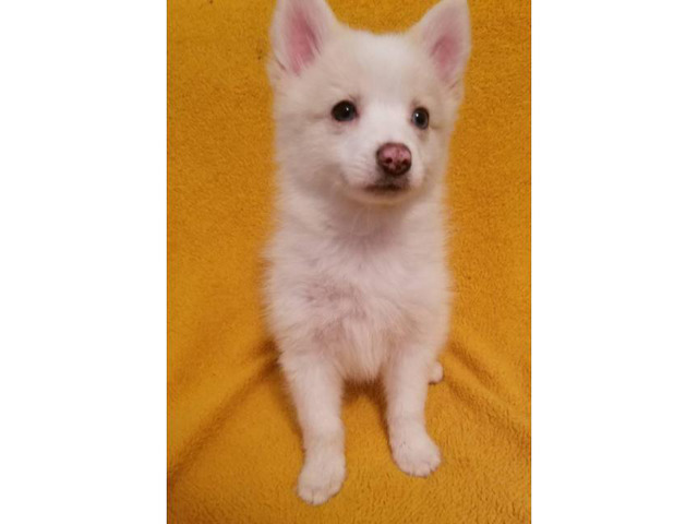 Adorable baby pomsky puppies in Miramar, Florida - Puppies ...