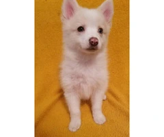 Adorable baby pomsky puppies - 3