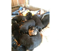5 beautiful Rotty puppies are looking for a new home