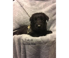 Adorable sweet Labradoodle Puppies looking for a fantastic home - 2