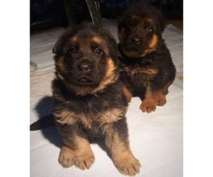 2 gorgeous female German Shepherd pups available
