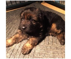 2 gorgeous female German Shepherd pups available - 2