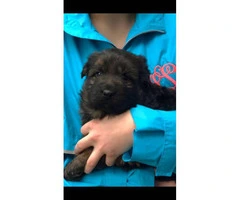 2 gorgeous female German Shepherd pups available - 5